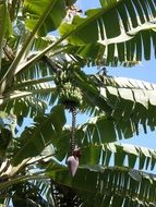 bottom view of the unripe bananas among the huge leaves