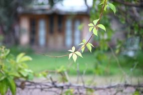 macro photo of green vine leafes on a branch