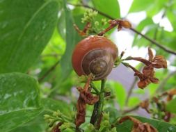 snail shell on a leaf