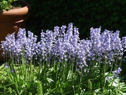 blue bells in the flowerbed