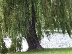 osier tree