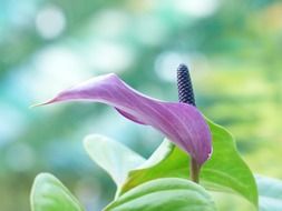 purple flower spathiphyllum