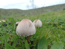 toxic mushrooms on the meadow