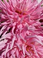 pink dahlias closeup