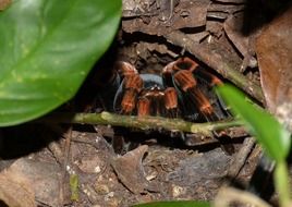 Exotic tarantula spider
