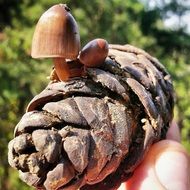 small mushroom on cone close-up