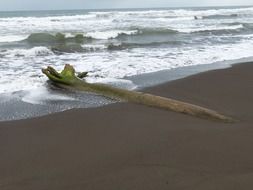 drift wood beach