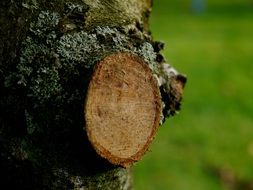 cropped tree close up