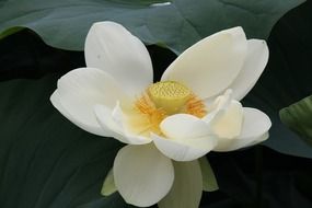 close-up photo of a white lotus