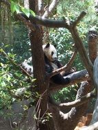 Panda on the tree in the zoo