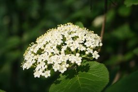 white flowers elderberry closeup