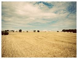 straw field on a background cloudy sky