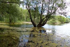 willow tree in water at forested bank