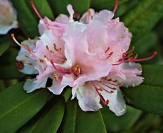 pink flower azalea