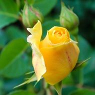 yellow rose romance