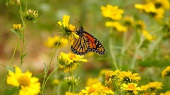 butterfly on a wild yellow flower