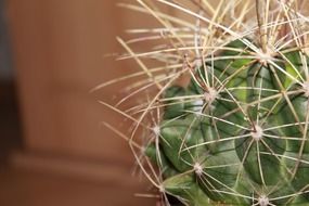 cactus with horns in nature