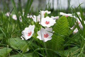 cute white flowers in green grass