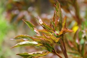 closeup bush on a blurred background