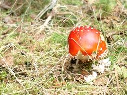red fly agaric mushroom among the grass in the forest