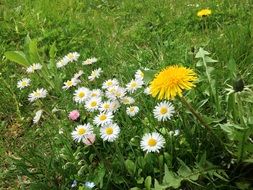 White and yellow flowers in the garden