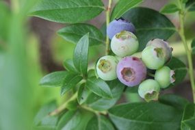 unripe blueberries on the bush