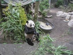 panda sits near a green plant