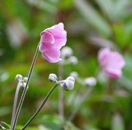 anemone perennial pink flower