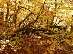 yellow foliage and autumn trees in the forest