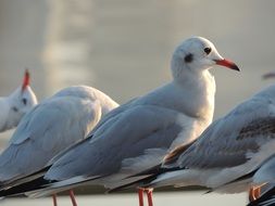 A lot of seagulls