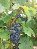 blue grapes on a vine in the sunlight