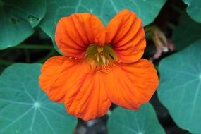 bright photo of orange flower