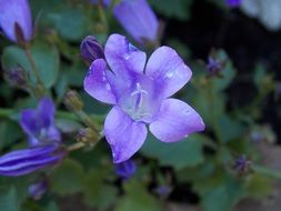 closeup picture of purple bell on a plant