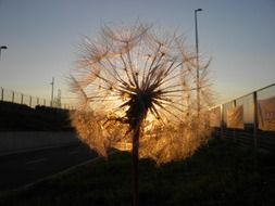 dandelion with seeds against the sunset sky