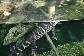 american crocodile in aquarium