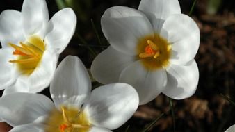 perfect white crocus plant