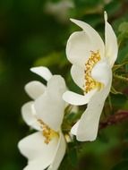 white rosehip flowers