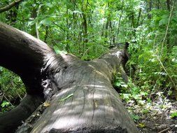 Felled tree trunk in the forest