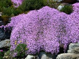 Lampranthus is a genus of succulent plants in the family Aizoaceae