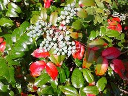 garden bush with berries