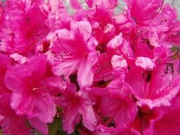 hibiscus pink flowers