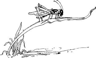 black white drawing of a grasshopper