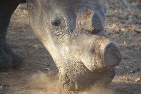 Portrait of the beautiful, cute white rhino in the wild