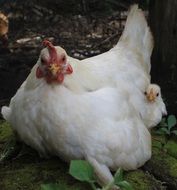 White chicken with chickens