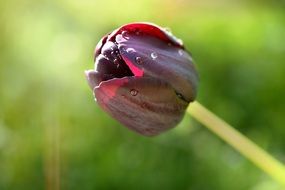 closed burgundy tulip