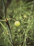 Green berry on a shrub on a blurred background