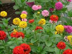 colorful Zinnias on stalks
