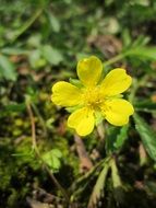 Yellow potentilla erecta in nature