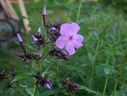 light purple Garden phlox close-up