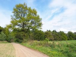 Landscape picture of the forest and countryside